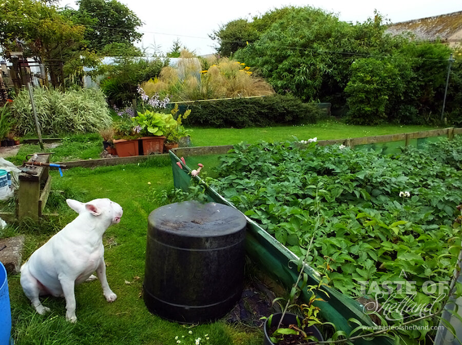 Toby keeps watch over his garden
