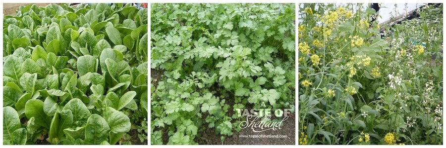 Over wintered lettuce: Winter Density, Coriander and salad, now gone to seed