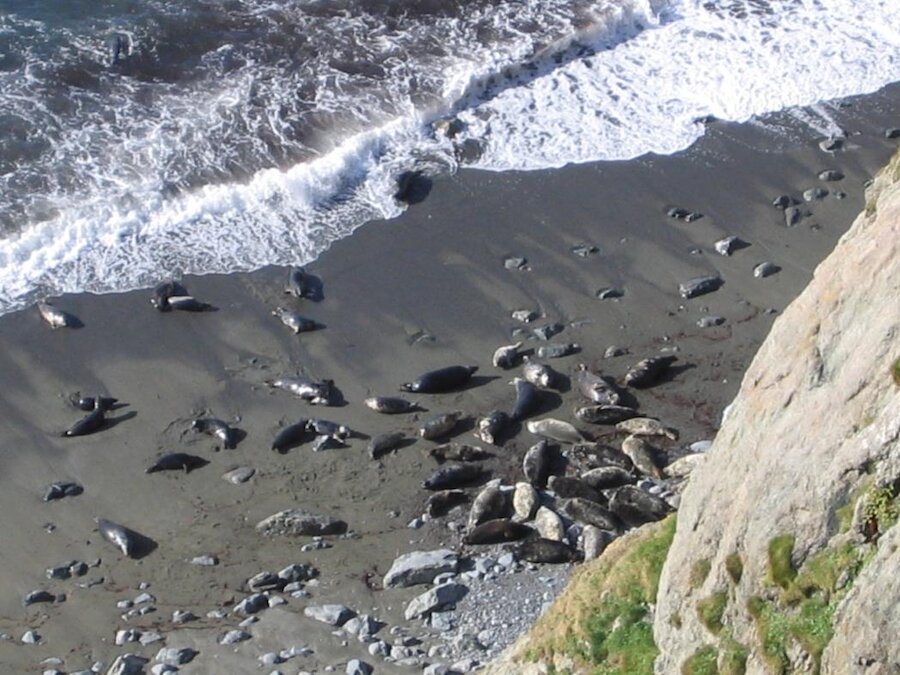 Seals at Sel Ayre