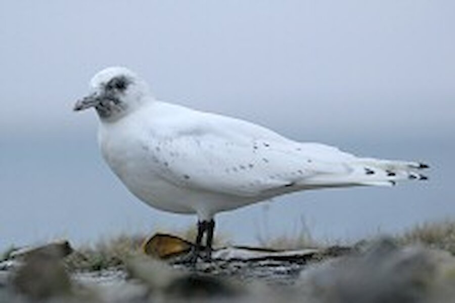 Not only are they an extreme rarity in Britain, as a species Ivory gull population declines exceeds even that of Polar bears in North American Arctic. The world population is now estimated at only 12-14,000 breeding pairs, with approximately 80% breeding between in the Russian Arctic and the Svalbard islands.