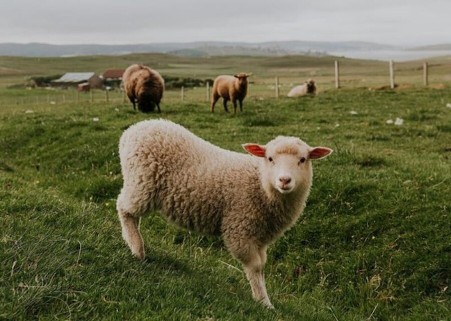 Wool Week celebrates Shetland's very special textile heritage | Shetland Wool Week