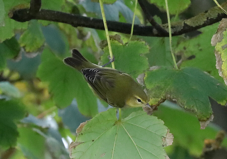 This Tennessee Warbler was spotted in Yell, only the fifth to be seen in Britain.