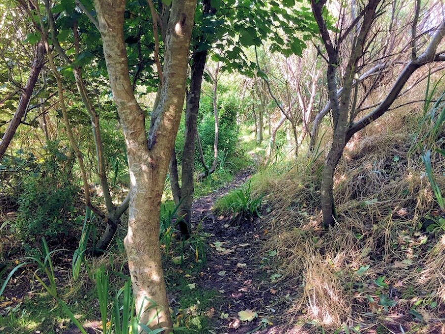 Tree planting over recent decades has created attractive woodland walks in Sandwick. | Alastair Hamilton