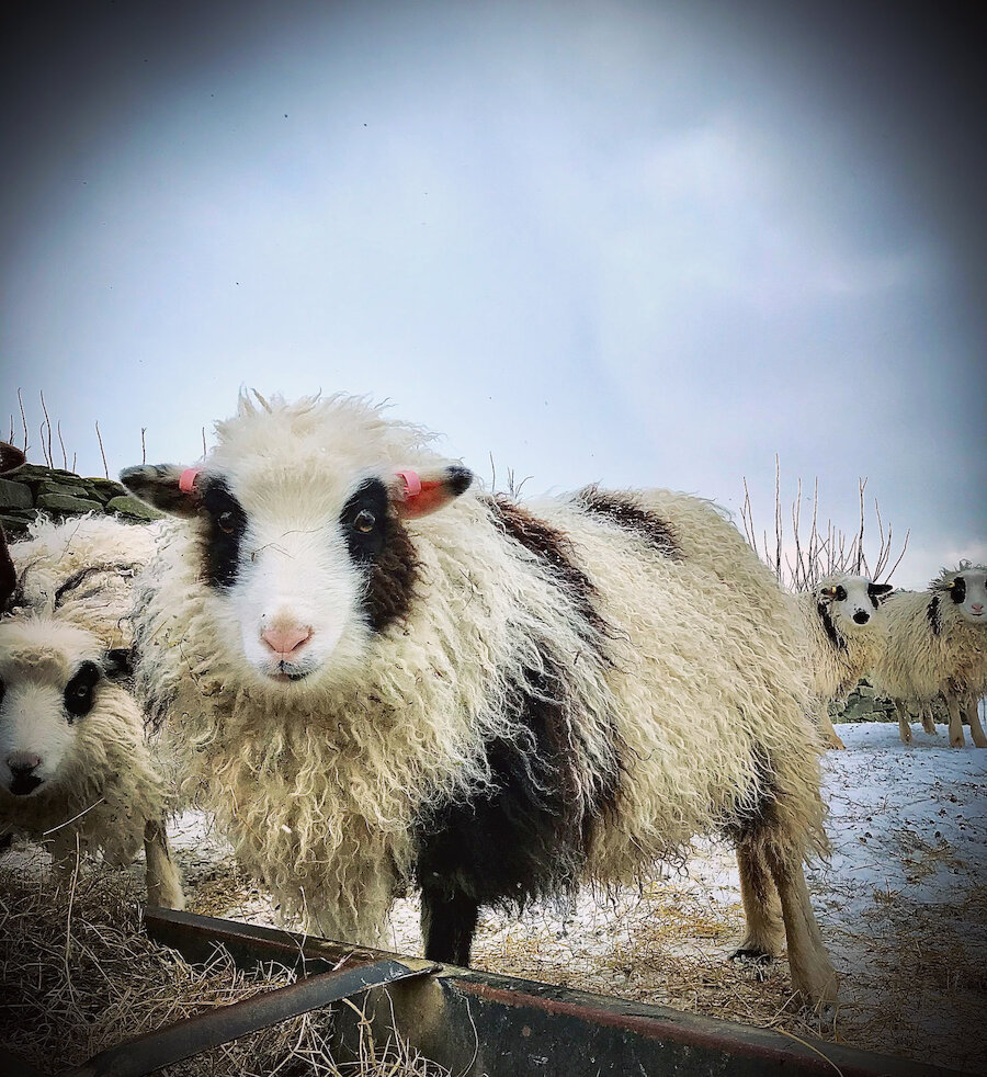 Lambs feeding in the snow at Garths Croft Bressay. | Chris Dyer