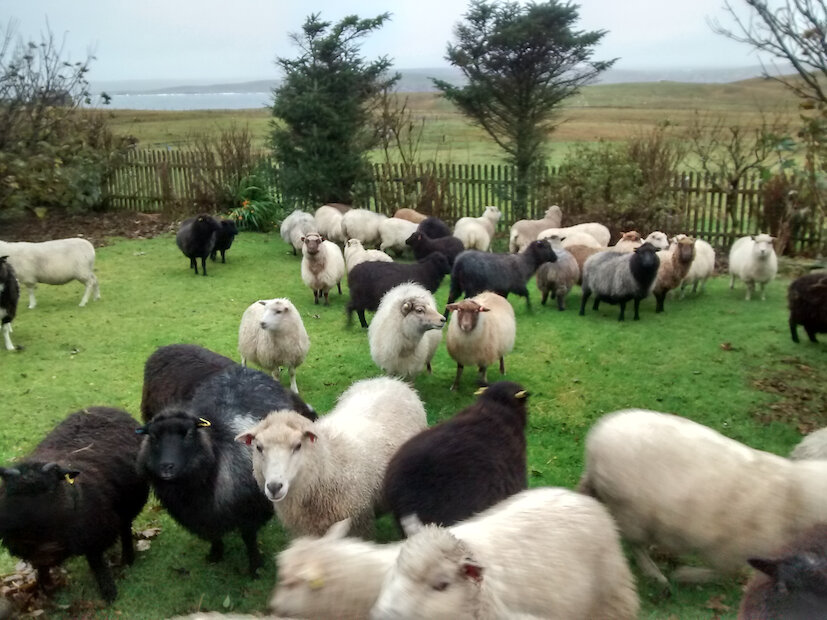A major ovine incursion in the front garden. | Chris Dyer
