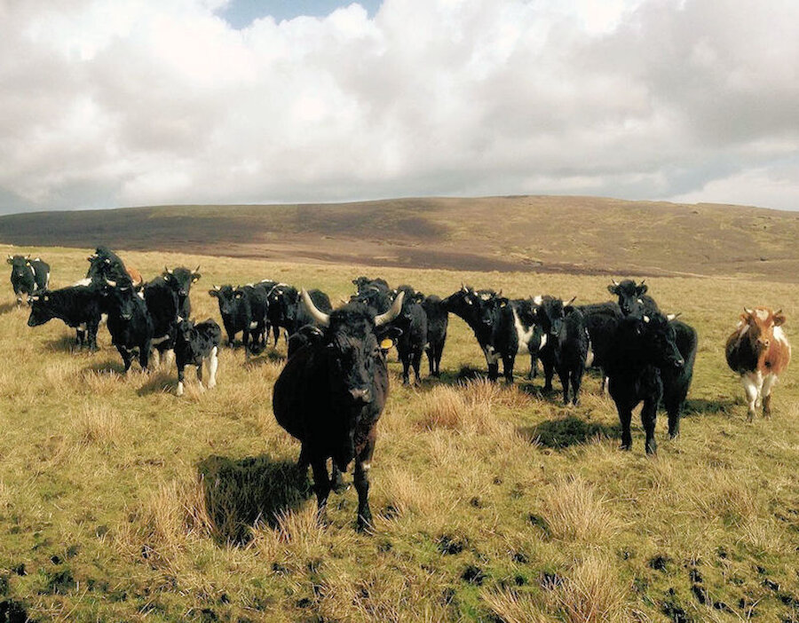 Shetland cattle at Uradale, Scalloway | Taste of Shetland