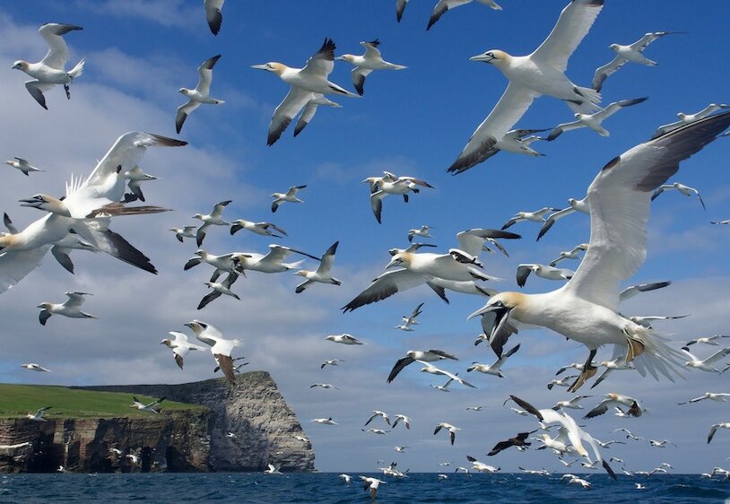 Top 10 Shetland summer birds - and their dialect names