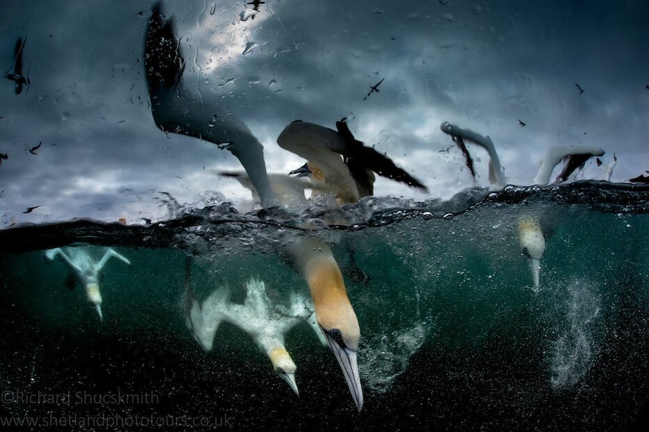 Underwater cameras show the incredible way gannets dive for their food. | Richard Shucksmith