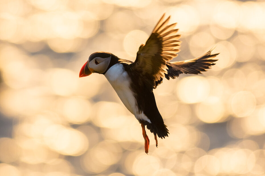 Favourite locations for spotting puffins are Sumburgh Head and Hermaness. | David Gifford