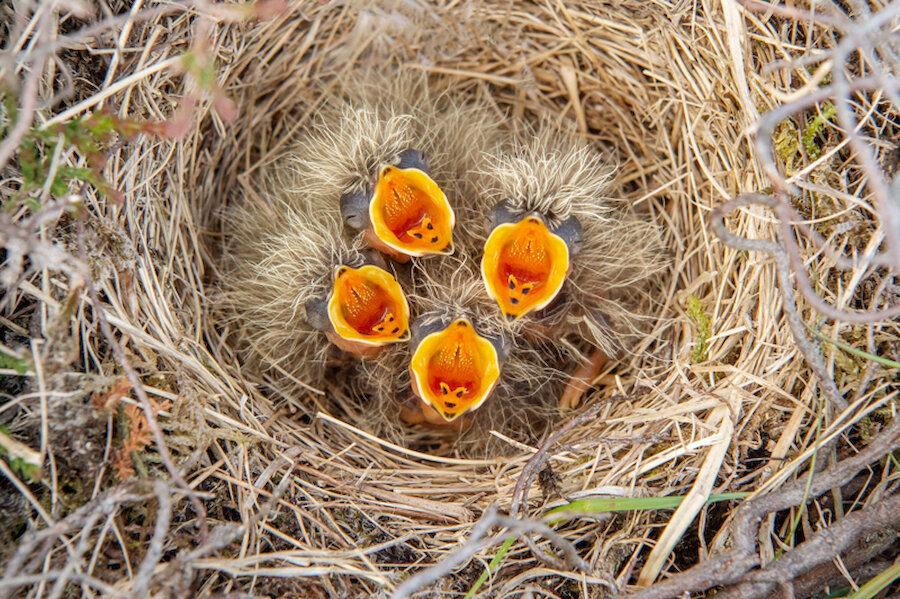 Newly hatched Skylark chicks | Brydon Thomason