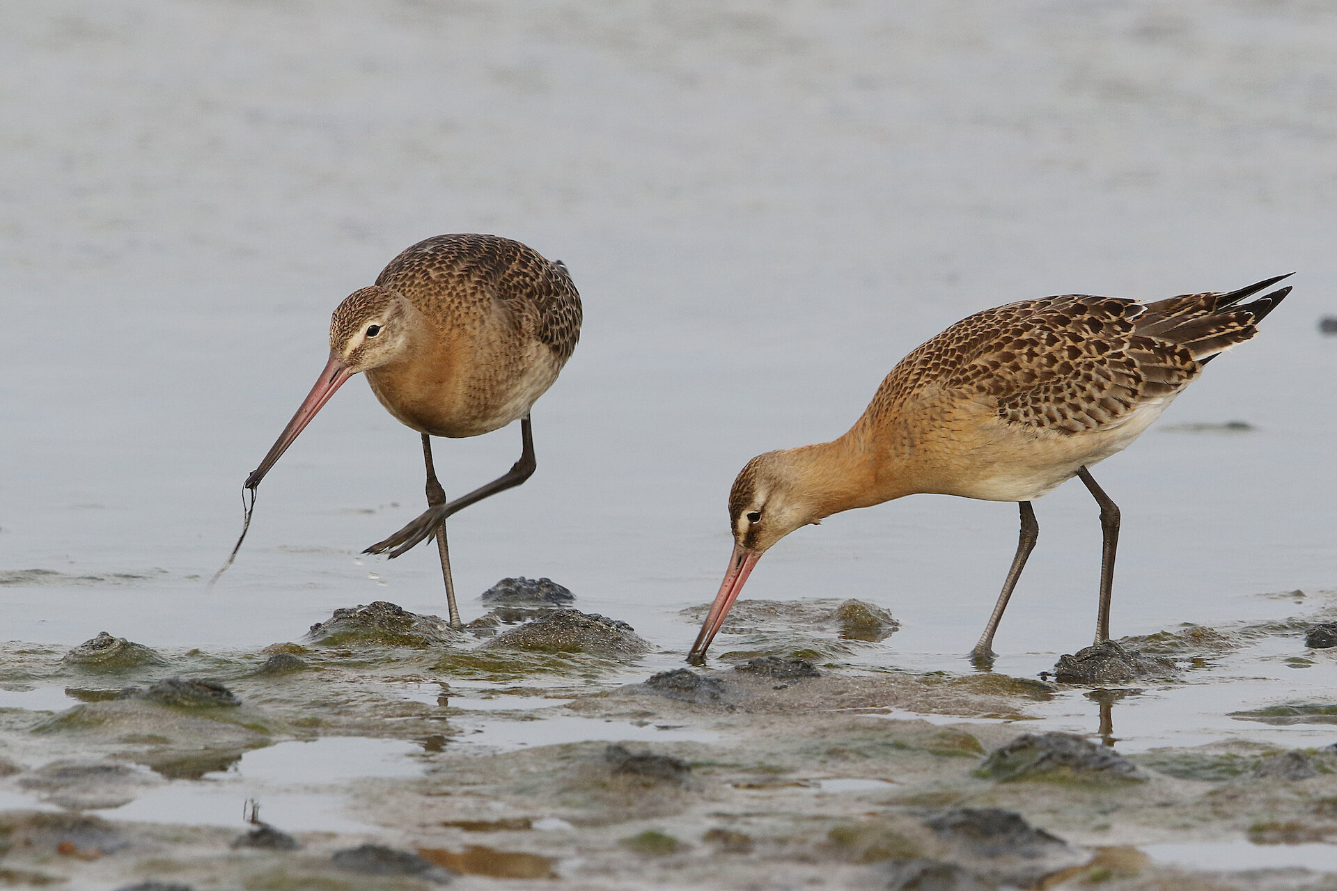 Black-tailed Godwit at Virkie, South Mainland.