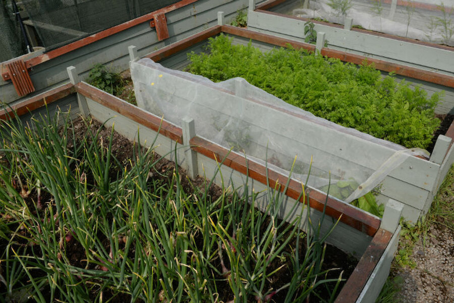 Raised beds are also used for growing food crops (Courtesy Alastair Hamilton)