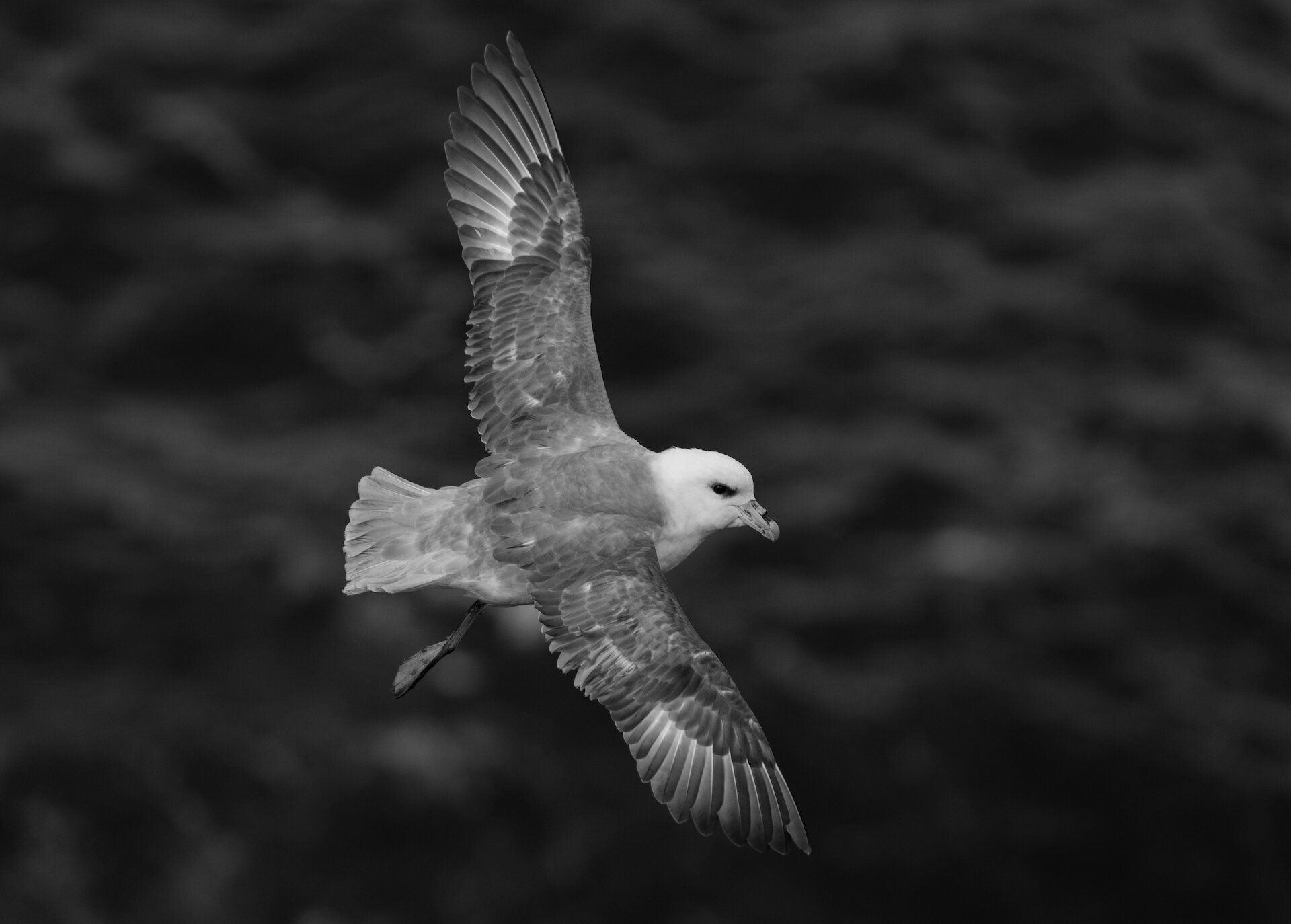 Fulmar sweep overhead on the Hermaness walkway.