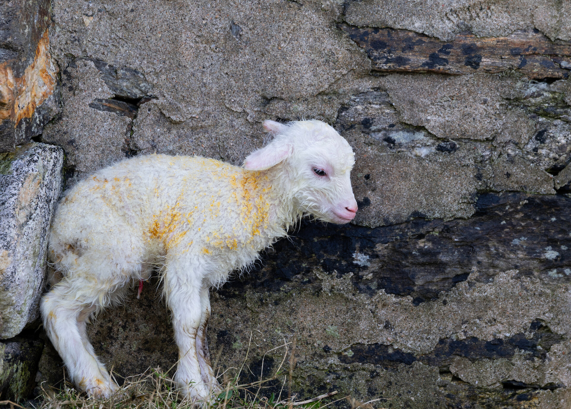 Mid-April and the first lamb of the season