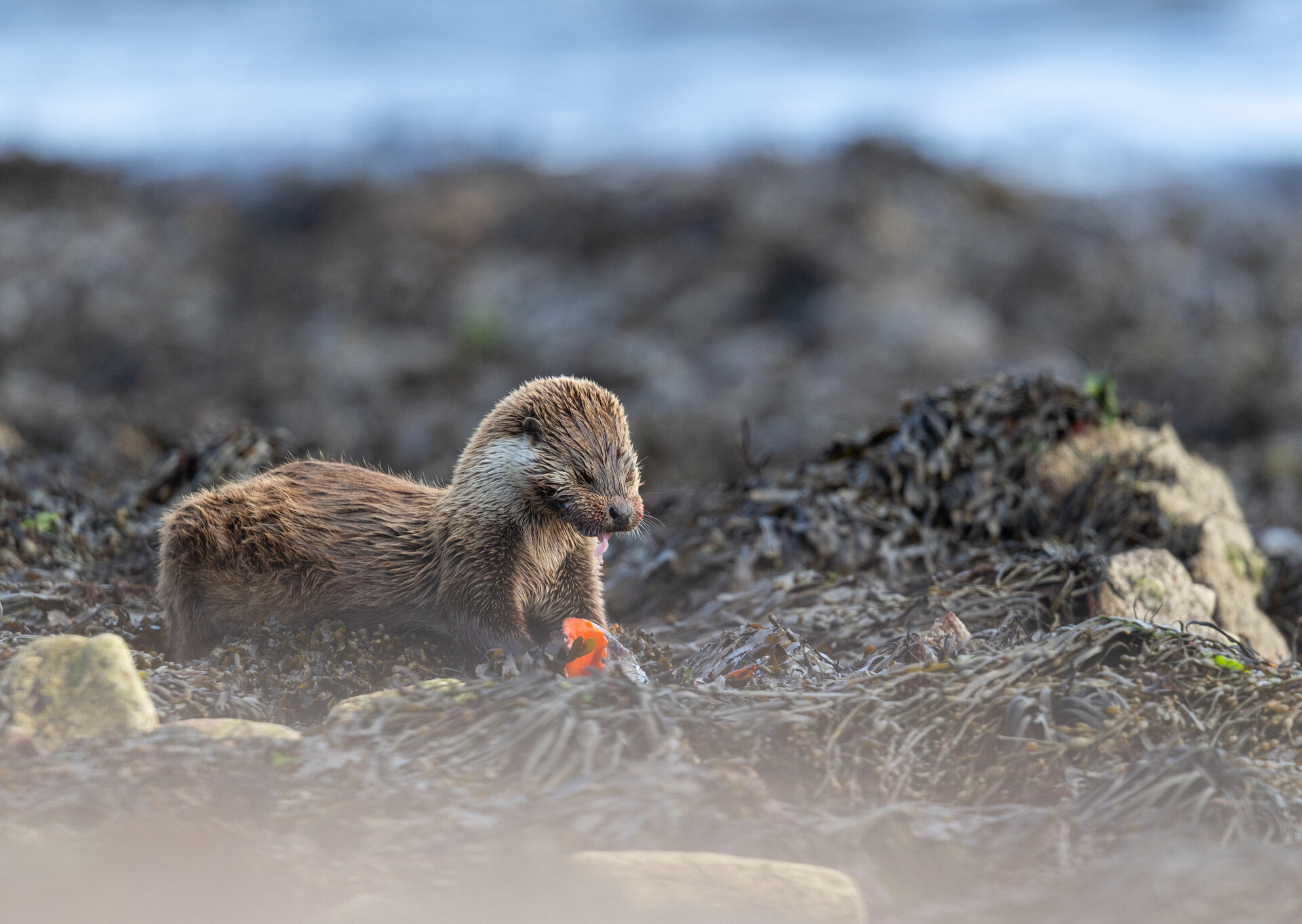 Photographing an otter in the wild, is a wonderful experience. This feeding otter was seen in Yell, Shetland.