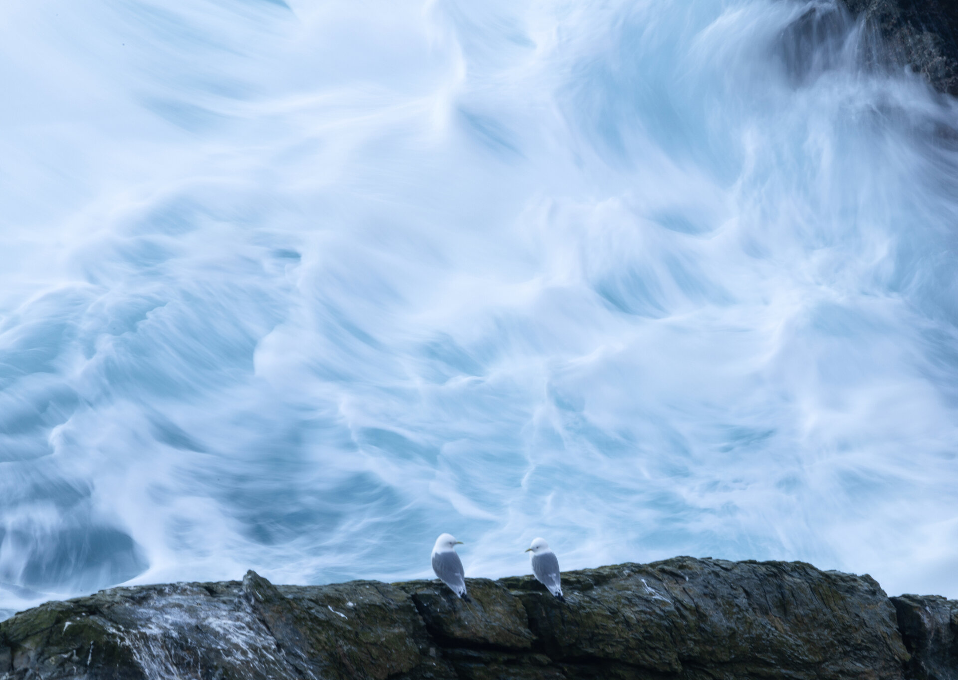 Kittiwakes watching waves at Sumburgh Head.