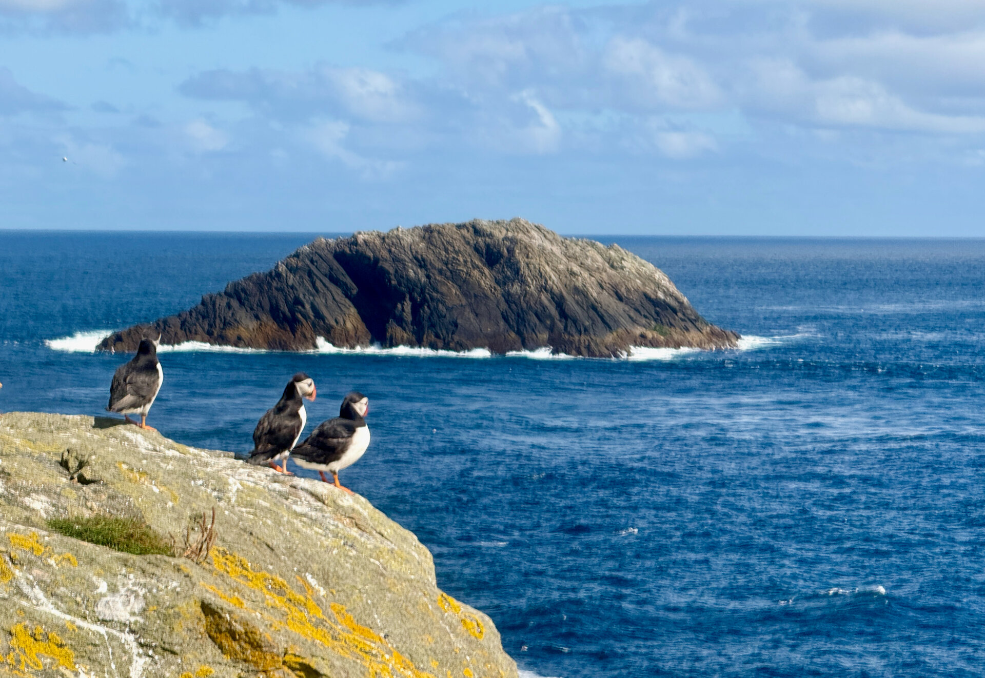 Puffins on route to the lighthouse with Out Stack, Britain's most northerly point in the distance.