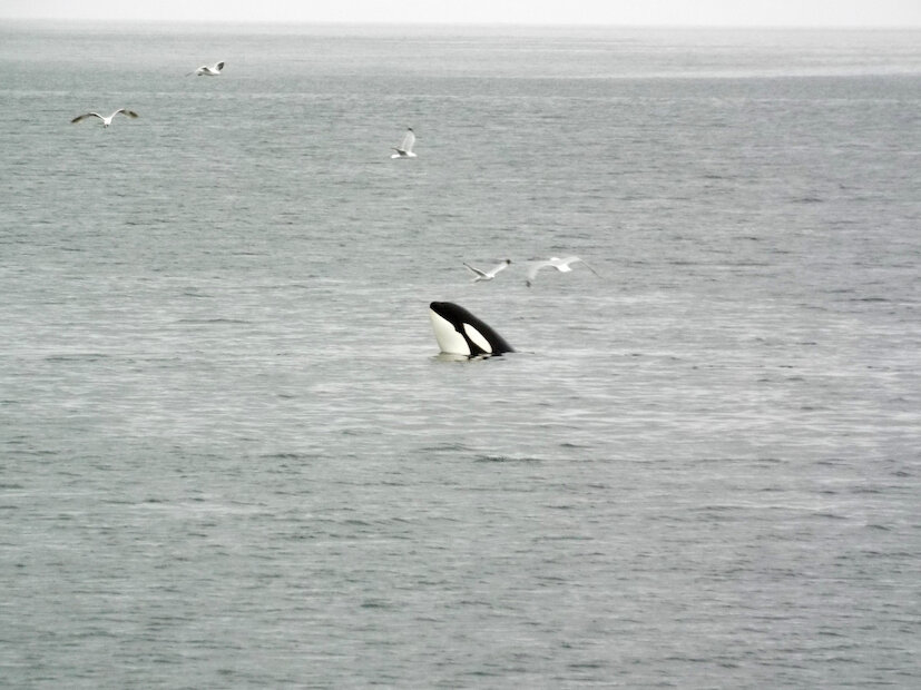 86 - Snap an orca from the coastline