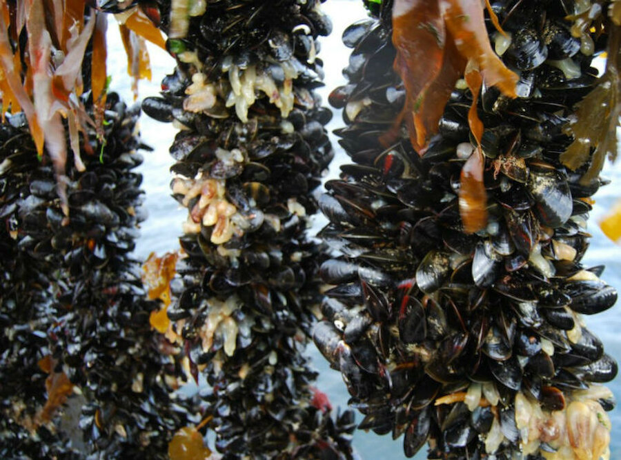 Truly natural food: mussels grow on ropes suspended in the sea (Courtesy Alastair Hamilton)
