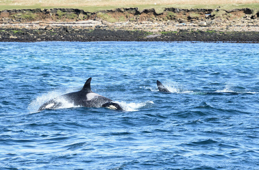 There are sightings of Orcas around the coast from time to time: these were seen in Lerwick Harbour in the spring of 2017 (Courtesy Alastair Hamilton)