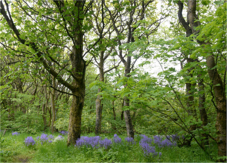 Spring bluebells in the Kergord woods (Courtesy Alastair Hamilton)