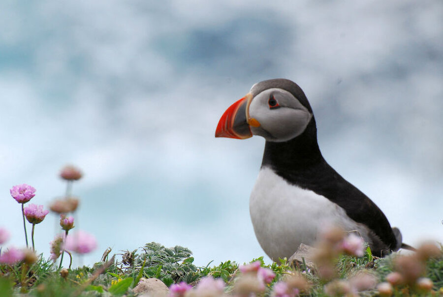 Puffins: no-one can resist their charms (Courtesy Alastair Hamilton)