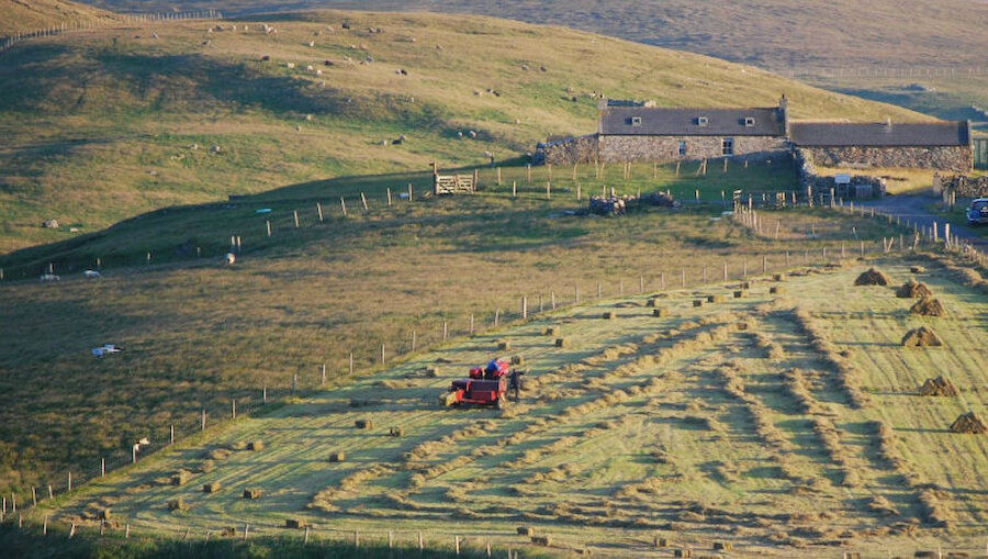 Haymaking at Houss, East Burra (Courtesy Alastair Hamilton)