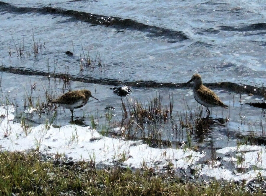 Red-necked Phalaropes can usually be seen fairly easily on the loch and pools in Fetlar (Courtesy Alastair Hamilton)