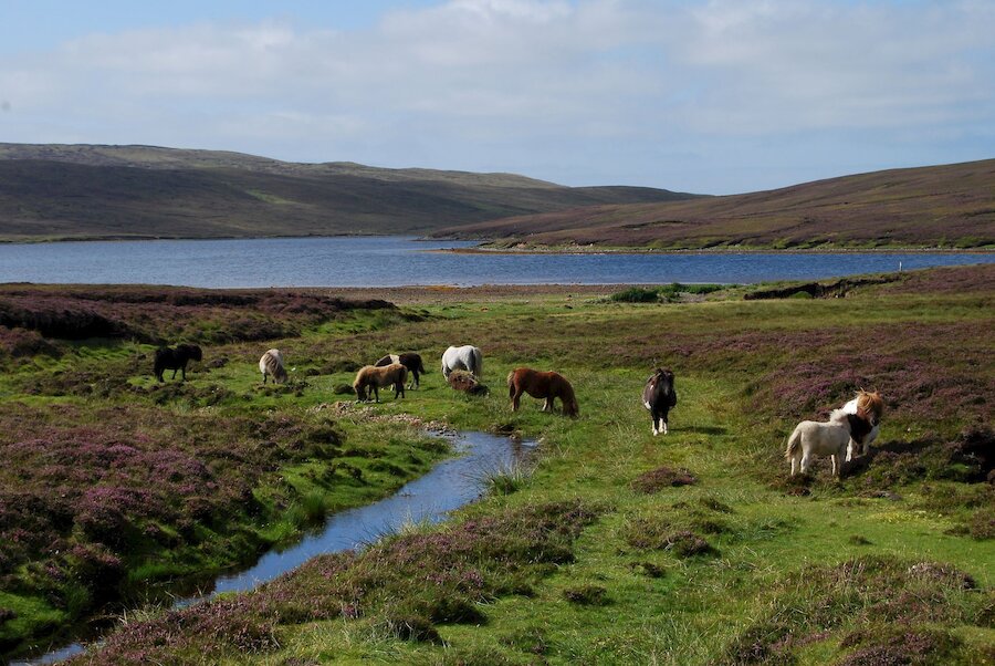It's a gentle landscape, with many lochs holding trout and lots of Shetland ponies roaming free.
