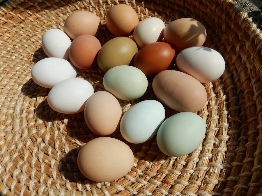 Shetland eggs come in a beautiful range of colours
