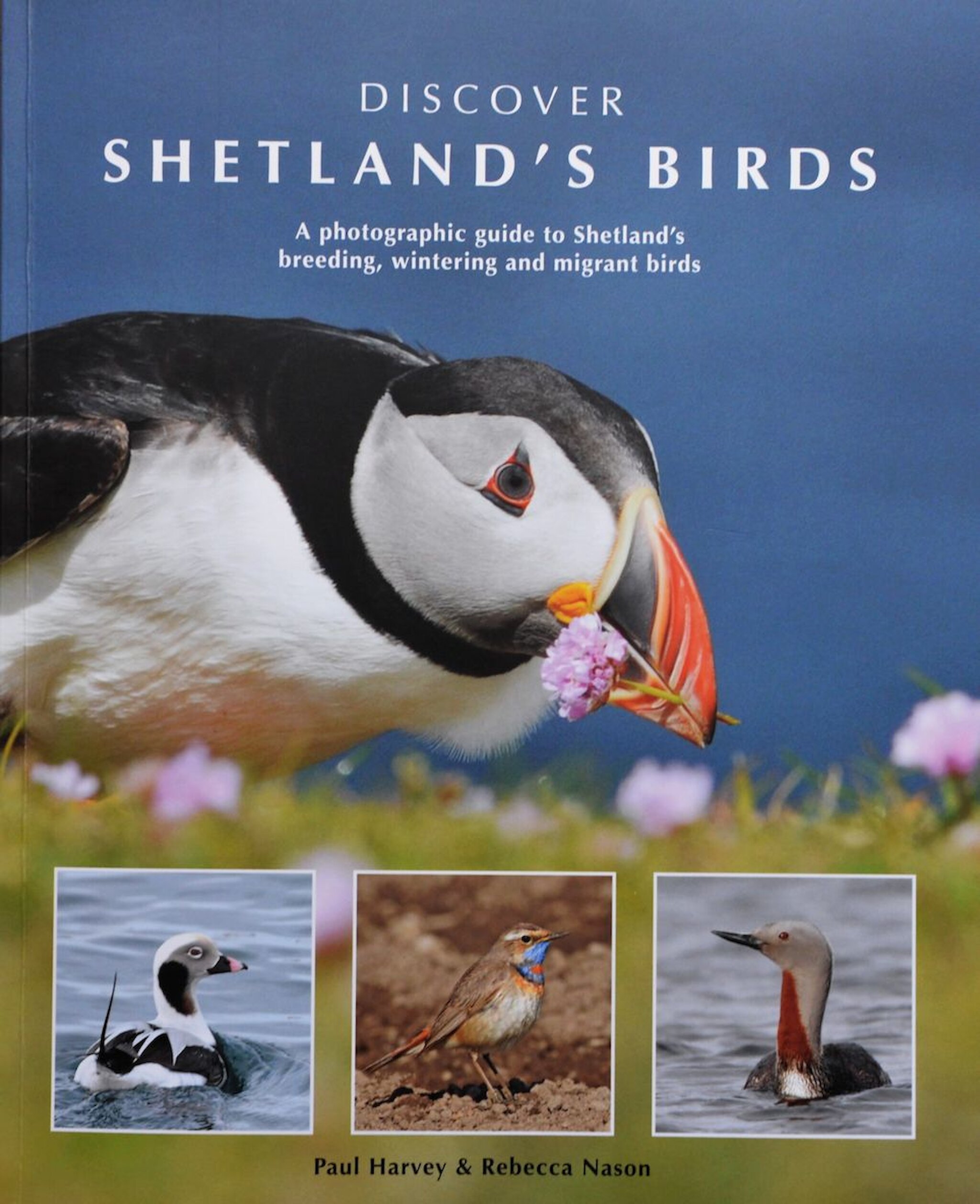 Puffin, Bird Identification Guide