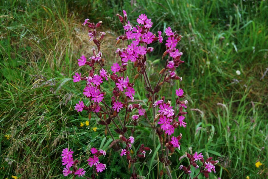 Shetland Red Campion is one of many species that add colour to roadsides and meadows.