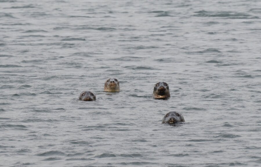 Inquisitive seals - these are Greys - are often seen around the coast in Lerwick.