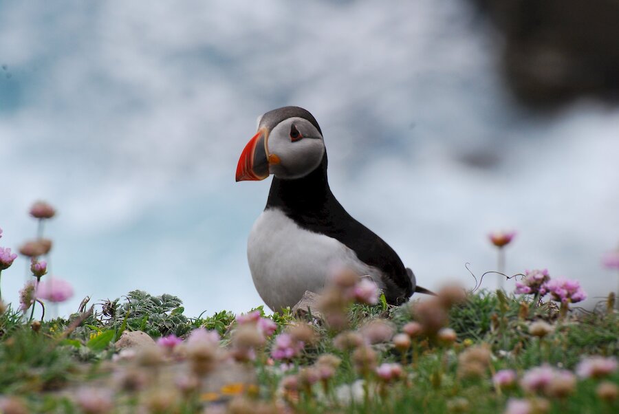 Shetland is one of the best places in Europe to get close to seabirds like this puffin.
