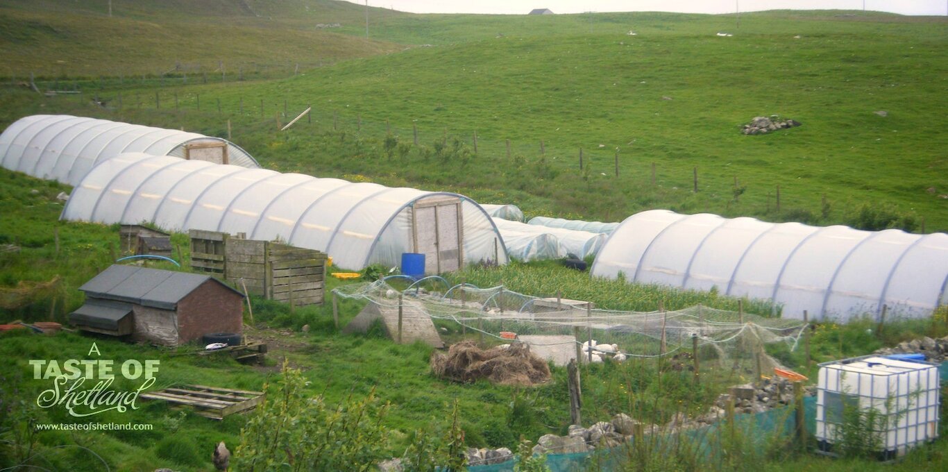 Popup Polytunnel