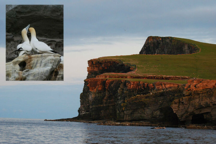Noss features spectacular seabird cliffs, home to thousands of gannets, guillemots and razorbills.