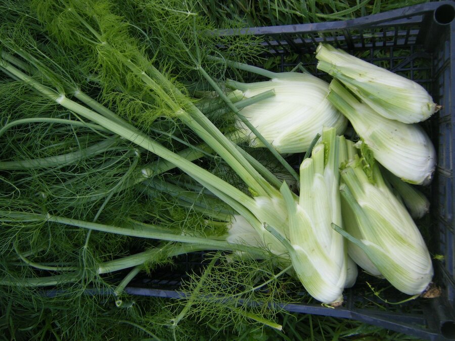 Cutting the fronds from the florence fennel bulbs