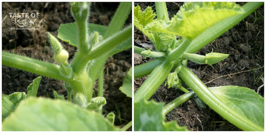 Pumpkins and courgettes beginning to form