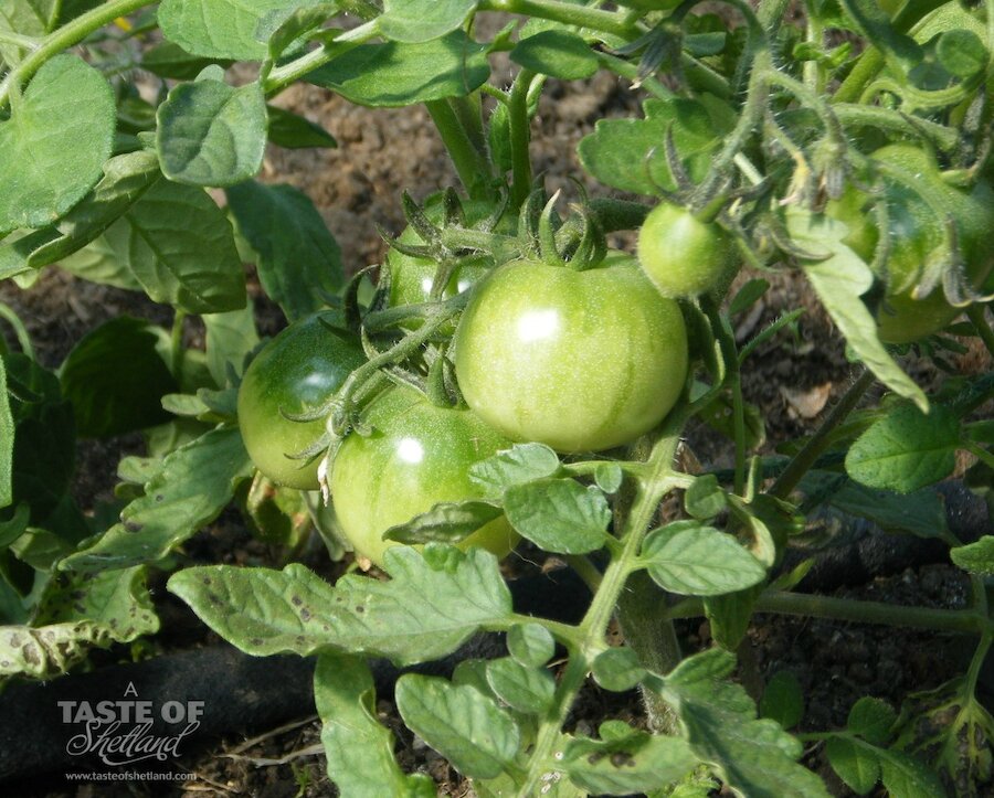 Sub Arctic Plenty tomatoes, guaranteed to crop