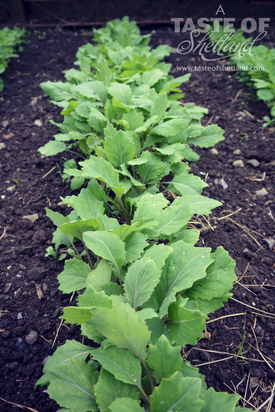 Good looking Shetland cabbage seedlings