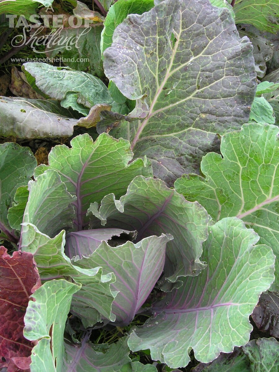 Shetland cabbage