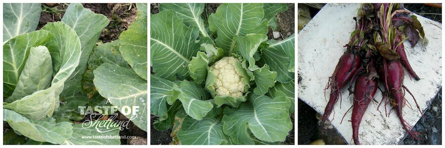 Offingham spring cabbage, Maystar caulk and Cheltenham Green Top beetroot