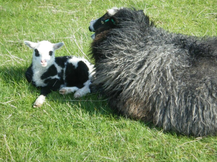 Two week old flecked ewe lamb