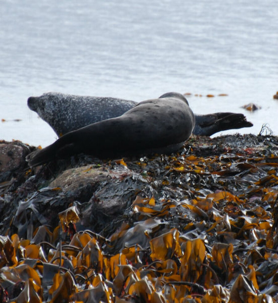 Seals are not hard to find in Shetland. These two were relaxing close to Lerwick's largest supermarket.