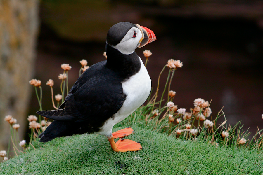 Puffin at Noss Nature Reserve