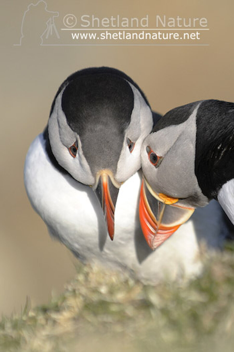 Bill tapping plays an integral role in strengthening pair bonds and is one of the main courtship displays. Puffins may meet and breed with the same partner year after year and more often than not use the same burrow.