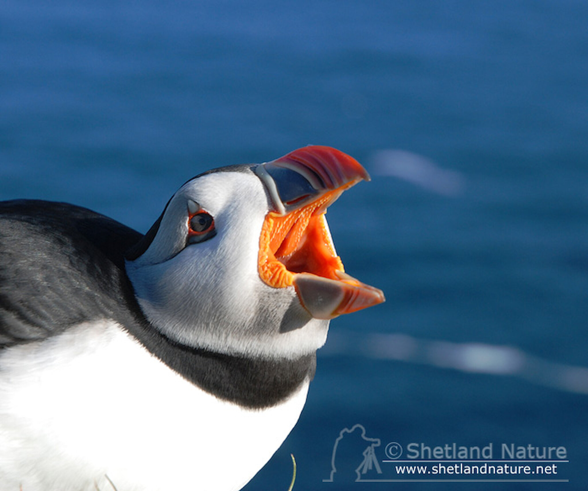 Puffins, Nature