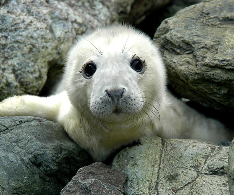 This adorable looking little grey seal pup is only a couple of days old. In less than four weeks it will have moulted into its waterproof adult coat, during this time it is extremely vulnerable and at risk of being swept away by wintry seas.