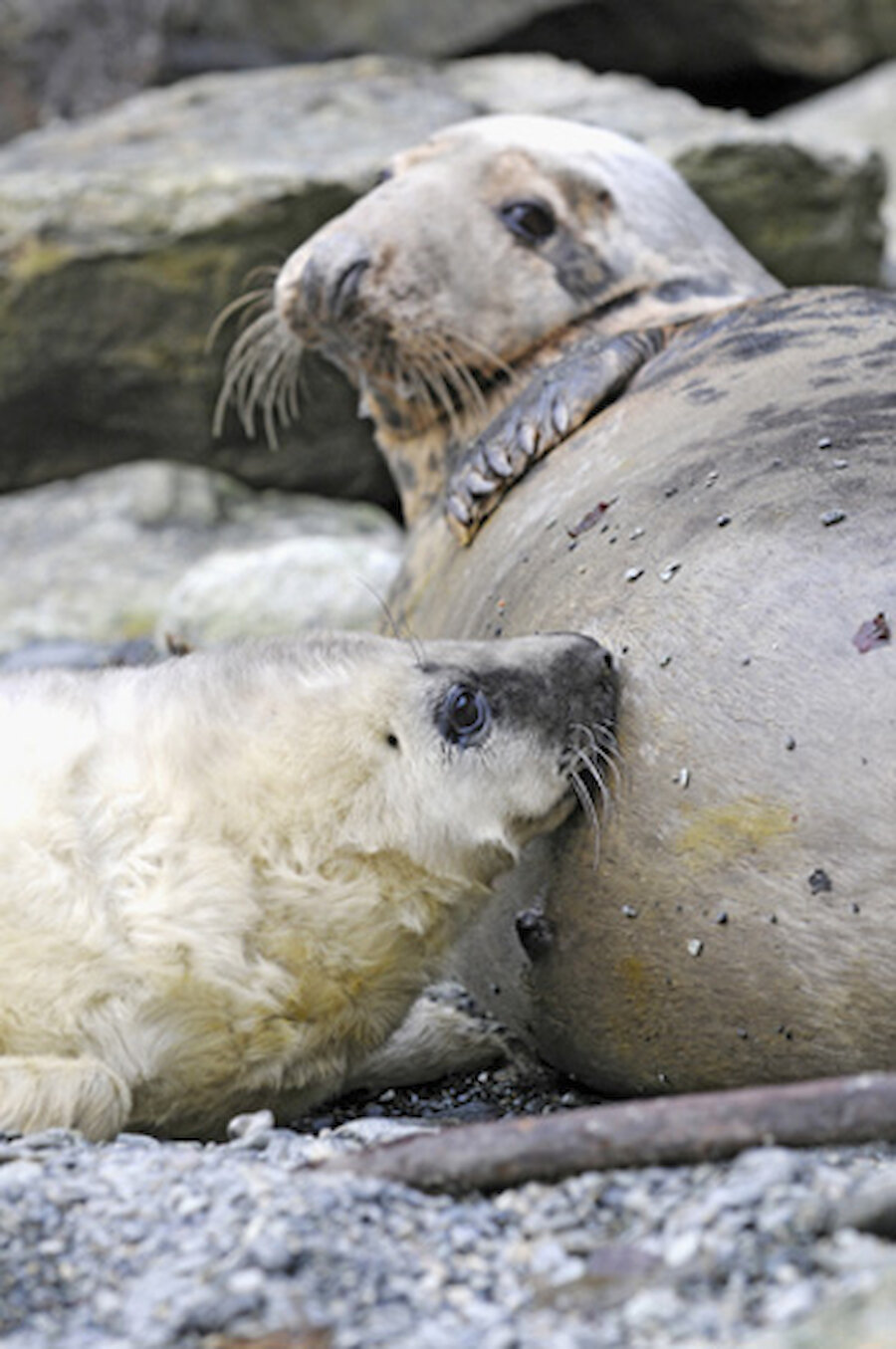 A young grey seal pup can gain an incredible 2kg in weight per day on their mother