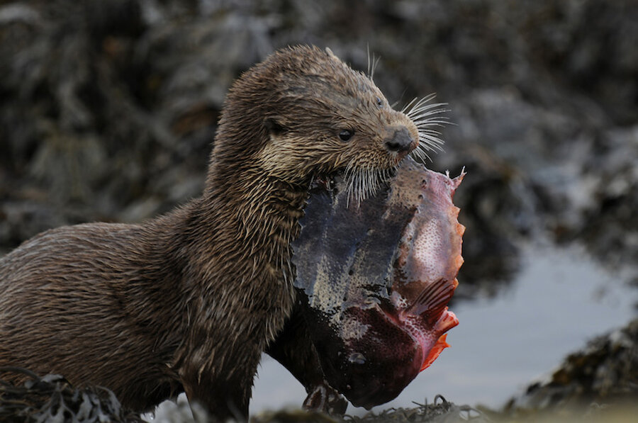Otter with Lump sucker